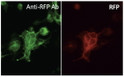 Anti RFP Goat Polyclonal antibody immunofluorescence hek293 STJ140119