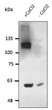 Anti-HIF1a antibody at 2500 dilution; HT1080 cells in the presence of CoCl2; lysate at 100 µg per lane; rabbit polyclonal to goat IgG (HRP) at 1:10000 dilution
