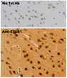 Anti STUB1 Goat Polyclonal antibody immunohistochemistry mouse brain STJ140143