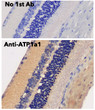 Anti ATP1A1 Goat Polyclonal antibody immunohistochemistry rat STJ140149