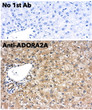 Anti ADORA2A Goat Polyclonal antibody immunohistochemistry mouse liver STJ140159