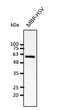 Anti QPELAPEDPED Tag Goat Polyclonal antibody western blot STJ140165