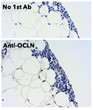 Anti OCLN Goat Polyclonal antibody immunohistochemistry rat STJ140166