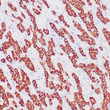 Human liver stained with anti-HepPar-1 antibody using peroxidase-conjugate and DAB chromogen. Note the cytoplasmic staining of hepatocytes.
