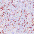 Anti-CD163 antibody IHC Human lymph node STJ180301