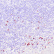 Anti-IgG4 antibody IHC Human tonsil STJ180420