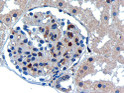 STJ70294 (0. 3µg/ml) staining of paraffin embedded Human Kidney. Microwaved antigen retrieval with Tris/EDTA buffer pH9, HRP-staining.