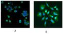 Immunofluorescence staining of MCF7 (A) and Hela (B) cells with 5ug/ml STJ70331 antibody. Detected with Rabbit anti-goat IgG-Alexafluor488 antibody at 1:1000. Nuclei Counterstained with DAPI.