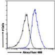 STJ70567 Flow cytometric analysis of paraformaldehyde fixed HEK293 cells (blue line) , permeabilized with 0. 5% Triton. Primary incubation 1hr (10ug/ml) followed by Alexa Fluor 488 secondary antibody (1ug/ml). IgG control: Unimmunized goat IgG (black line) followed by Alexa Fluor 488 secondary antibody.