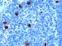 STJ70602 (1µg/ml) staining of paraffin embedded Human Tonsil. Microwaved antigen retrieval with citrate buffer pH6, HRP-staining.