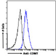 STJ70636 Flow cytometric analysis of paraformaldehyde fixed A431 cells (blue line) , permeabilized with 0. 5% Triton. Primary incubation 1hr (10ug/ml) followed by Alexa Fluor 488 secondary antibody (1ug/ml). IgG control: Unimmunized goat IgG (black line) followed by Alexa Fluor 488 secondary antibody. STJ70636 Flow cytometric analysis of paraformaldehyde fixed A431 cells (blue line) , permeabilized with 0. 5% Triton. Primary incubation 1hr (10ug/ml) followed by Alexa Fluor 488 secondary antibody (1ug/ml). IgG control: Unimmunized goat IgG (black line) followed by Alexa Fluor 488 secondary antibody.