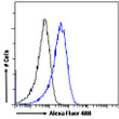 STJ70655 Flow cytometric analysis of paraformaldehyde fixed HeLa cells (blue line) , permeabilized with 0. 5% Triton. Primary incubation 1hr (10ug/ml) followed by Alexa Fluor 488 secondary antibody (1ug/ml). IgG control: Unimmunized goat IgG (black line) followed by Alexa Fluor 488 secondary antibody.