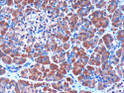 STJ70679 (3µg/ml) staining of paraffin embedded Human Pancreas. Microwaved antigen retrieval with citrate buffer pH 6, HRP-staining