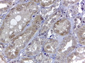 STJ70700 (2µg/ml) staining of paraffin embedded Human Kidney. Steamed antigen retrieval with citrate buffer pH 6, HRP-staining. This data is from a previous batch, not on sale.
