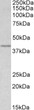 STJ70925 (1µg/ml) staining of lysate of cell line HEK293 (35µg protein in RIPA buffer). Detected by chemiluminescence.