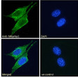 STJ71146 Immunofluorescence analysis of paraformaldehyde fixed NIH3T3 cells, permeabilized with 0. 15% Triton. Primary incubation 1hr (10ug/ml) followed by Alexa Fluor 488 secondary antibody (2ug/ml) , showing cytoplasmic and lipid droplet staining. The nuclear stain is DAPI (blue). Negative control: Unimmunized goat IgG (10ug/ml) followed by Alexa Fluor 488 secondary antibody (2ug/ml).