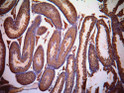 STJ71275 (1µg/ml) staining of paraffin embedded Mouse Testis. Data kindly provided by Dr. Erwin Goldberg, Northwestern University, Evanston, IL USA.