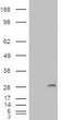 HEK293 overexpressing IGFBP6 (RC204060) and probed with STJ71555 (mock transfection in first lane) , tested by Origene.
