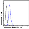 STJ71603 Flow cytometric analysis of paraformaldehyde fixed HEK293 cells (blue line) , permeabilized with 0. 5% Triton. Primary incubation 1hr (10ug/ml) followed by Alexa Fluor 488 secondary antibody (1ug/ml). IgG control: Unimmunized goat IgG (black line) followed by Alexa Fluor 488 secondary antibody.
