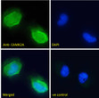 STJ71922 Immunofluorescence analysis of paraformaldehyde fixed U251 cells, permeabilized with 0. 15% Triton. Primary incubation 1hr (10ug/ml) followed by Alexa Fluor 488 secondary antibody (2ug/ml) , showing membrane staining. The nuclear stain is DAPI (blue). Negative control: Unimmunized goat IgG (10ug/ml) followed by Alexa Fluor 488 secondary antibody (2ug/ml).