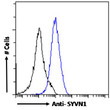 STJ72134 Flow cytometric analysis of paraformaldehyde fixed A431 cells (blue line) , permeabilized with 0. 5% Triton. Primary incubation 1hr (10ug/ml) followed by Alexa Fluor 488 secondary antibody (1ug/ml). IgG control: Unimmunized goat IgG (black line) followed by Alexa Fluor 488 secondary antibody.