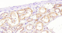 STJ72449 (7. 5µg/ml) staining of paraffin embedded Human Kidney. Heat induced antigen retrieval with citrate buffer pH 6, HRP-staining. STJ72449 (7. 5µg/ml) staining of paraffin embedded Human Kidney. Heat induced antigen retrieval with citrate buffer pH 6, HRP-staining.