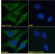 STJ72597 Immunofluorescence analysis of paraformaldehyde fixed NIH3T3 cells, permeabilized with 0. 15% Triton. Primary incubation 1hr (10ug/ml) followed by Alexa Fluor 488 secondary antibody (2ug/ml) , showing cytoplasmic staining. The nuclear stain is DAPI (blue). Negative control: Unimmunized goat IgG (10ug/ml) followed by Alexa Fluor 488 secondary antibody (2ug/ml).