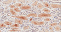 STJ72690 (2µg/ml) staining of paraffin embedded Human Kidney. Microwaved antigen retrieval with citrate buffer pH 6, HRP-staining.