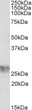 STJ72932 (1µg/ml) staining of Human Umbillical Cord lysate (35µg protein in RIPA buffer). Primary incubation was 1 hour. Detected by chemiluminescence.