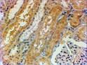 STJ73088 (2µg/ml) staining of paraffin embedded Human Kidney. Steamed antigen retrieval with citrate buffer pH 6, HRP-staining.