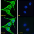 STJ73333 Immunofluorescence analysis of paraformaldehyde fixed NIH3T3 cells, permeabilized with 0. 15% Triton. Primary incubation 1hr (5ug/ml) followed by Alexa Fluor 488 secondary antibody (2ug/ml) , showing vesicle/cytoplasmic staining. The nuclear stain is DAPI (blue). Negative control: Unimmunized goat IgG (5ug/ml) followed by Alexa Fluor 488 secondary antibody (2ug/ml).