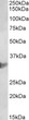 STJ73389 (2µg/ml) staining of U937 lysate (35µg protein in RIPA buffer). Primary incubation was 1 hour. Detected by chemiluminescence.