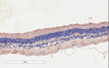 STJ73560 (2µg/ml) staining of paraffin embedded Human Retina. Microwaved antigen retrieval with citrate buffer pH 6, HRP-staining.
