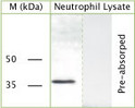 WB on human neutrophil lysate using Sheep antibody to c-terminal of GAPDH (STJ13100141) at a concentration of 20 ug/ml.