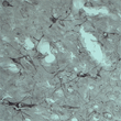 IHC on rat brain using Rabbit antibody to VPS45A (STJ13100462) at a concentration of 10 ug/ml. Pre-absorption of the antibody with the immunising peptide completely abolishes the immunostaining (not shown) .