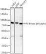 Western blot analysis of various lysates, using PI3 Kinase p85 alpha Rabbit pAb (STJ113725) at 1:1000 dilution. <br>Secondary antibody: HRP-conjugated Goat anti-Rabbit IgG (H+L) (STJS000856) at 1:10000 dilution. <br>Lysates/proteins: 25 Mu g per lane. <br>Blocking buffer: 3% nonfat dry milk in TBST. <br>Detection: ECL Basic Kit <br>Exposure time: 30s.