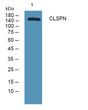 Western blot analysis of lysates from HCT116 cells, primary antibody was diluted at 1:1000, 4°C over night