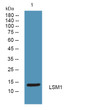 Western blot analysis of lysates from K562 cells, primary antibody was diluted at 1:1000, 4°C over night