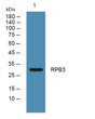 Western blot analysis of lysates from SW480 cells, primary antibody was diluted at 1:1000, 4°C over night
