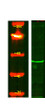 Western Blot analysis of HEK293 lysis, using primary antibody at 1:1000 dilution. Secondary antibody (STJS000791) was diluted at 1:10000