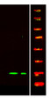 Immunofluorescence (IF): Western blot analysis of HeLa lysate, using primary antibody at 1:1000 dilution. Secondary STJ191065