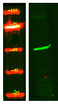 Western Blot analysis of HEK293 lysis, using primary antibody at 1:1000 dilution. Secondary antibody (STJS000791) was diluted at 1:10000