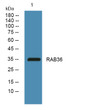 Western blot analysis of lysates from K562 cells, primary antibody was diluted at 1:1000, 4°C over night