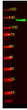 Western Blot analysis of HEK293 lysis, using primary antibody at 1:1000 dilution. Secondary antibody (STJS000791) was diluted at 1:10000