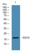 Western blot analysis of lysates from PC12 cells, primary antibody was diluted at 1:1000, 4°C over night