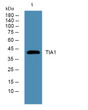 Western blot analysis of lysates from Jarkat cells, primary antibody was diluted at 1:1000, 4°C over night