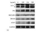 New fungal protein from *Pleurotus ferulae* lanzi induces AMPK-mediated autophagy and G1-phase cell cycle arrest in STJ192594