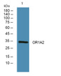 Western blot analysis of lysates from PC12 cells, primary antibody was diluted at 1:1000, 4°C over night