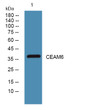Western blot analysis of lysates from HCT116 cells, primary antibody was diluted at 1:1000, 4° overnight STJ193150