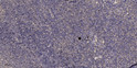 Immunohistochemical analysis of paraffin-embedded human tonsil. 1, Antibody was diluted at 1:200 (4° overnight). 2, STJ193191